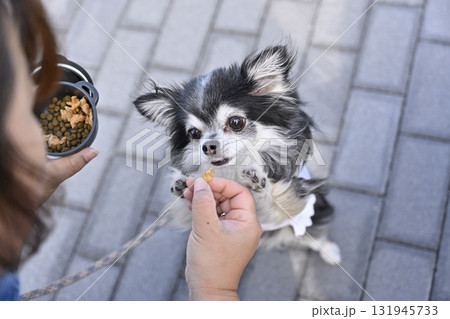ドッグフードを食べるチワワ 131945733