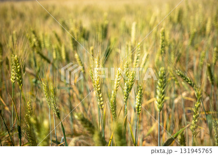 A field of wheat with a few brown and yellow plants 131945765