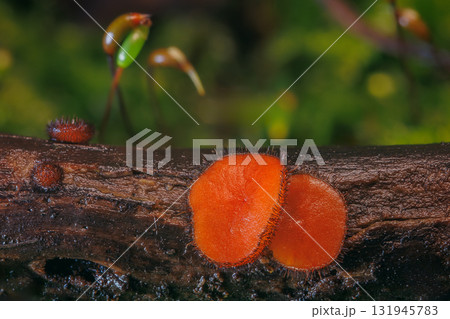 Common Eyelash Cup - Scutellinia scutellata Common Eyelash Cup - Scutellinia scutellata 131945783