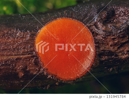 Common Eyelash Cup - Scutellinia scutellata 131945784