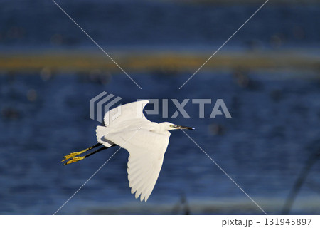 Little Egret (Egretta garzetta), Greece Little Egret (Egretta garzetta), Greece 131945897