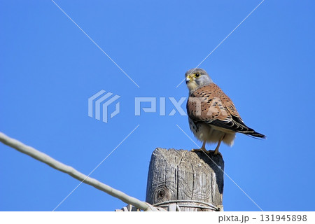 Common Kestrel (Falco tinnunculus), Greece Common Kestrel (Falco tinnunculus), Greece 131945898
