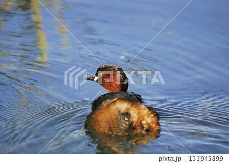 Little Grebe (Tachybaptus ruficollis), Crete 131945899