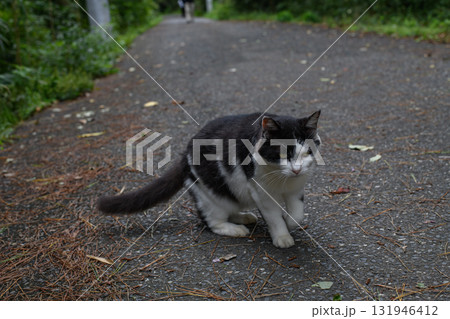 顔がとてもかっこいい子猫 顔がとてもかっこいい子猫 131946412