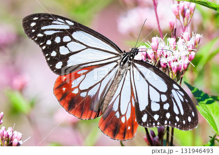 翅の模様が綺麗なアサギマダラ 131946493