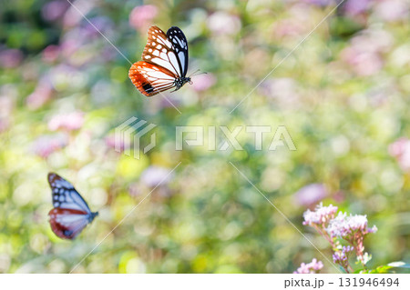 優雅に飛ぶアサギマダラ 優雅に飛ぶアサギマダラ 131946494