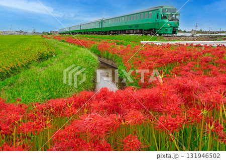 ヒガンバナとキハ72系 131946502