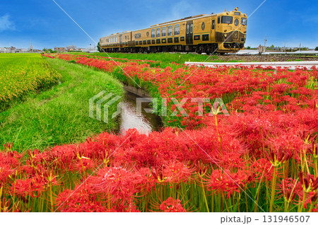 ヒガンバナと或る列車 131946507