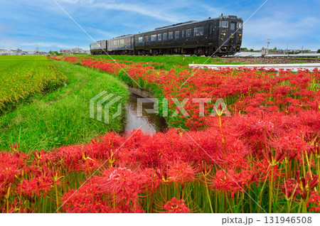 ヒガンバナとかんぱち・いちろく 131946508