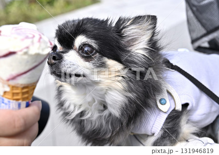 人間用アイスを飼い主と一緒に食べるチワワ 131946819