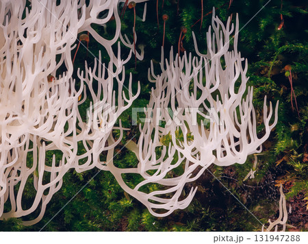 Ivory coral - Ramariopsis kunzei is a type of fungus. It is also known as white coral because its branched structure resembles sea coral Ivory coral - Ramariopsis kunzei is a type of fungus. It is also known as white coral because its branched structure resembles sea coral 131947288
