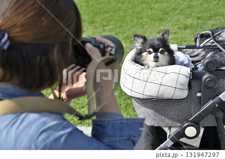 愛犬とプロのカメラマン ロングコートチワワ 愛犬とプロのカメラマン ロングコートチワワ 131947297