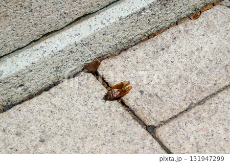 今年の夏が暑すぎて先に旅立ったセミ 131947299