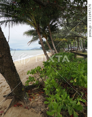 Palm Cove海岸–ヤシと車が並ぶ曇りの縁 131947376