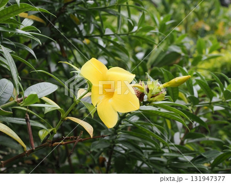 Palm Coveの庭–緑に咲く黄色のトランペット 131947377