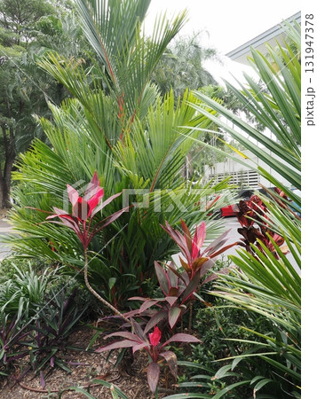 Palm Coveの庭–赤と紫が緑に響く熱帯の彩り 131947378