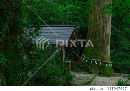 高住神社の天狗杉と手水舎 131947457