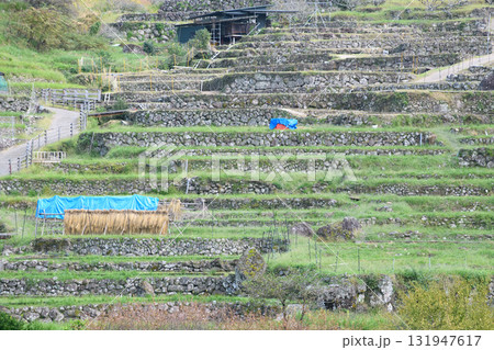 稲刈り後の棚田 131947617