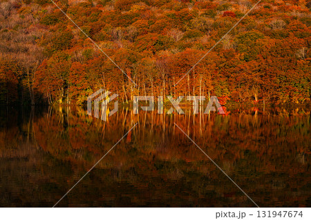 湖面に映る紅葉の森の風景(蔦沼) 湖面に映る紅葉の森の風景(蔦沼) 131947674