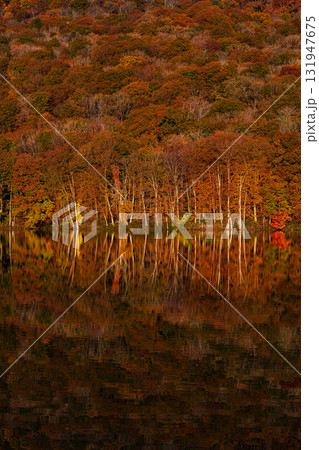 湖面に映る紅葉の森の風景(蔦沼) 湖面に映る紅葉の森の風景(蔦沼) 131947675