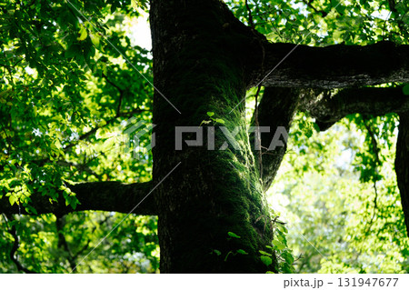 木漏れ日を浴びる苔むした樹木 131947677