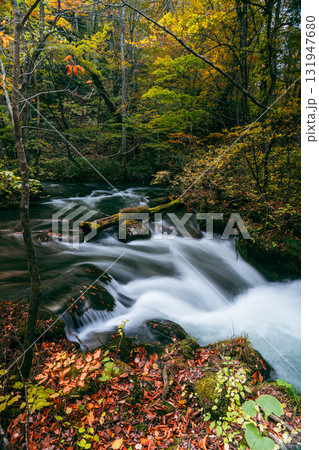 秋の奥入瀬渓流に流れる清らかな水の流れ 131947680