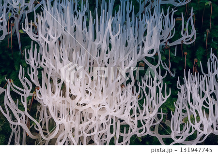 Ivory coral - Ramariopsis kunzei is a type of fungus. It is also known as white coral because its branched structure resembles sea coral 131947745