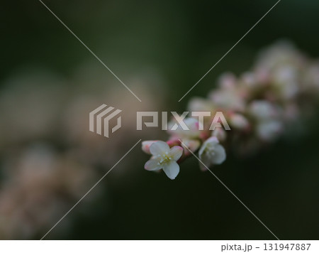 10月に咲いた小さくて可憐なアイの花 131947887