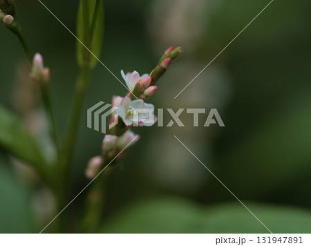 10月に咲いた小さくて可憐なアイの花 131947891