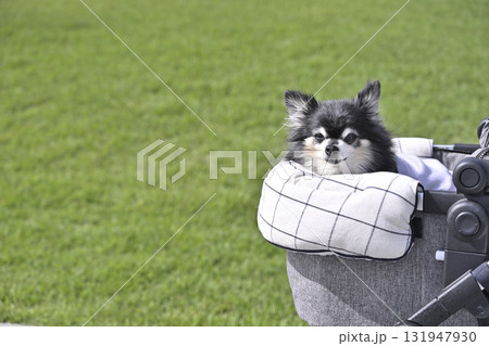 ペットカートで散歩する老犬 チワワ ペットカートで散歩する老犬 チワワ 131947930