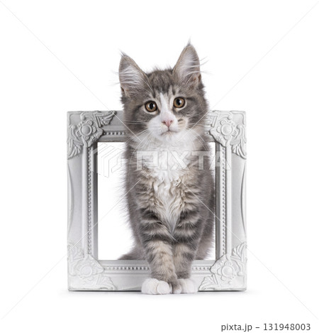 Maine Coon polydactyl cat kitten on white Maine Coon polydactyl cat kitten on white 131948003