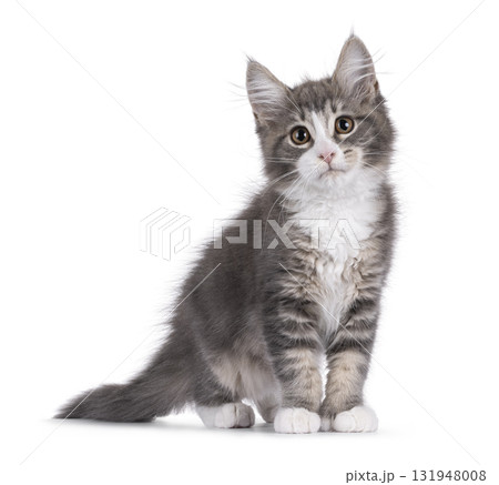 Maine Coon polydactyl cat kitten on white 131948008