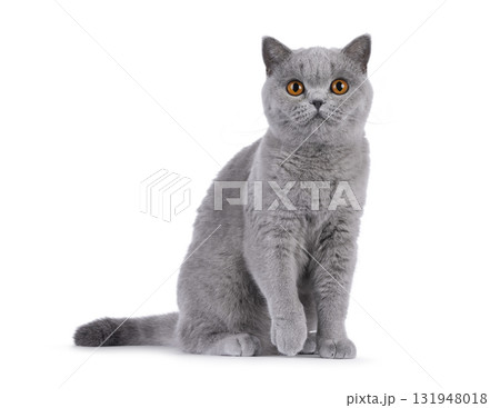 British Shorthair cat on white 131948018