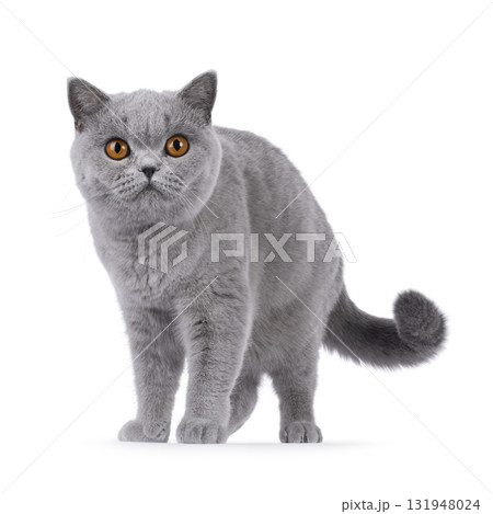 British Shorthair cat on white British Shorthair cat on white 131948024