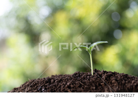 Sunflowers sprouts growing with bokeh background 131948127