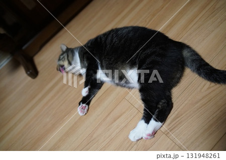 猫 猫 131948261