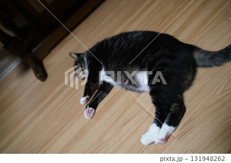 猫 猫 131948262