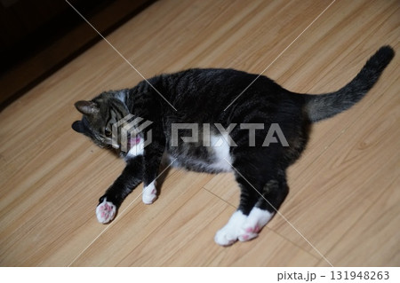 猫 猫 131948263