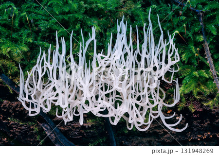 Ivory coral - Ramariopsis kunzei is a type of fungus. It is also known as white coral because its branched structure resembles sea coral Ivory coral - Ramariopsis kunzei is a type of fungus. It is also known as white coral because its branched structure resembles sea coral 131948269