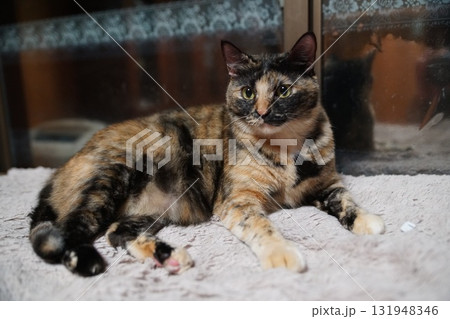 猫 131948346