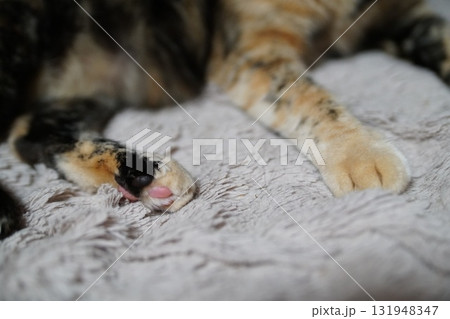 猫 131948347