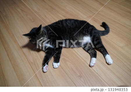 猫 猫 131948353