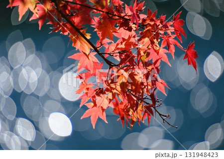 四尾連湖湖畔の紅葉 131948423