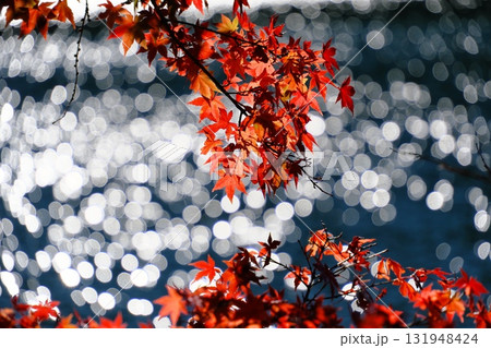 四尾連湖湖畔の紅葉 131948424