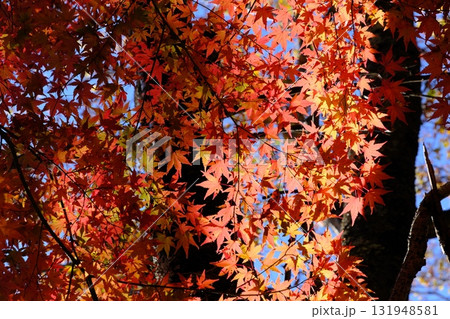山梨県紅葉台下の紅葉 山梨県紅葉台下の紅葉 131948581