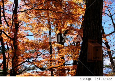 山梨県紅葉台下の紅葉 131948582
