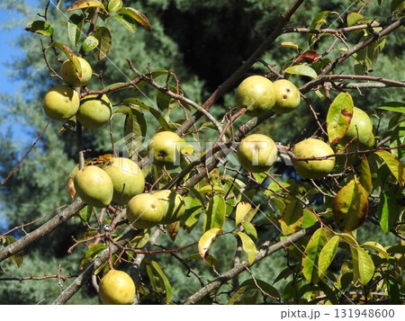 カリン（花梨）の果実 131948600