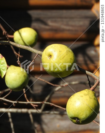 カリン（花梨）の果実 131948603