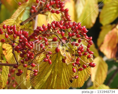 真っ赤に色付いた「ガマズミ」の実 131948734