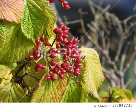 真っ赤に色付いた「ガマズミ」の実 131948735